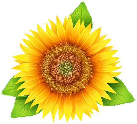 sunflower clipart|More.